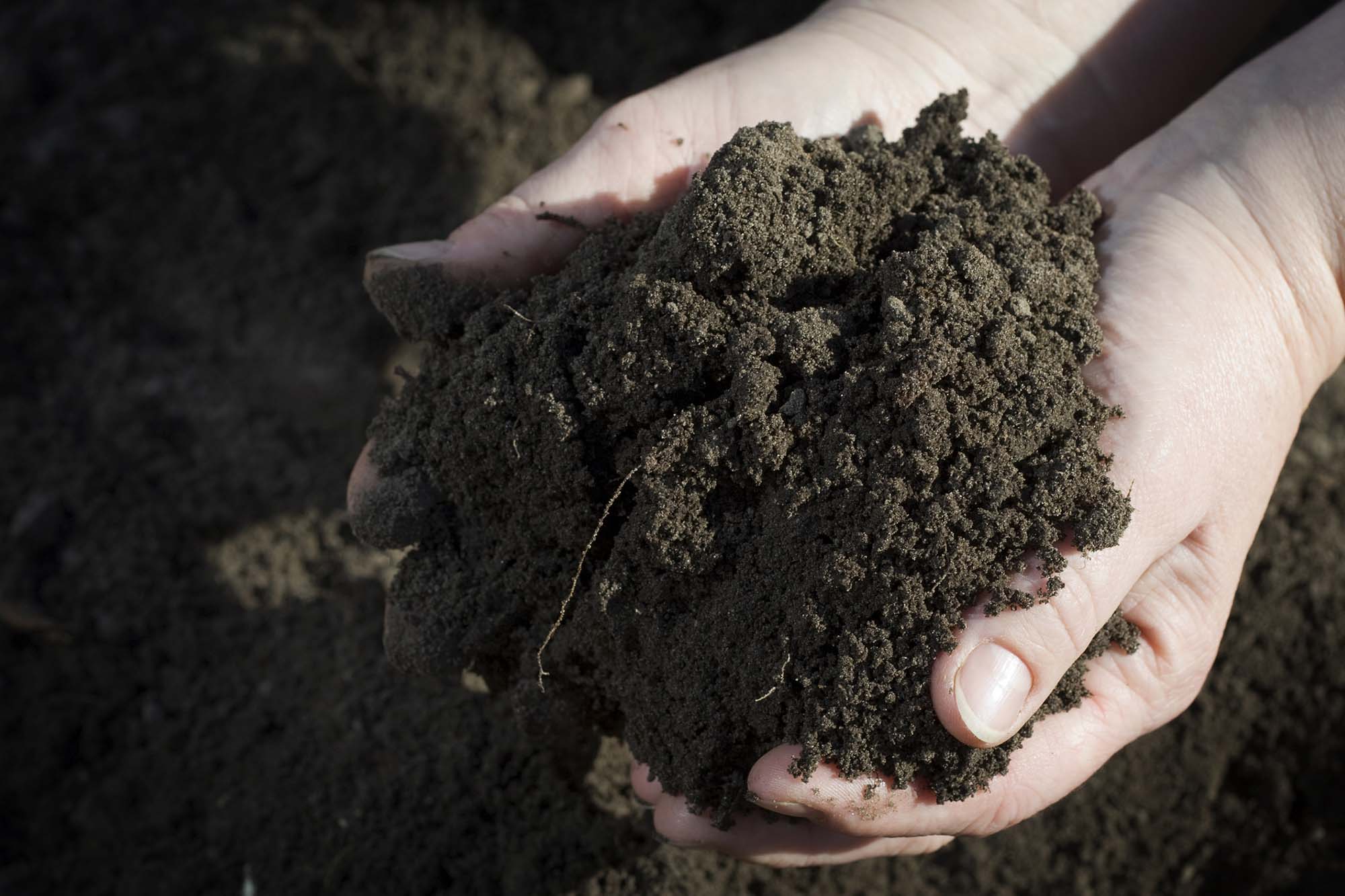 Soil. Soil in female hands. Close up.
